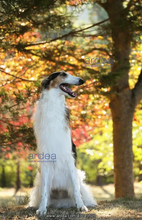: Borzoi dog outdoors in the woods : Borzoi dog outdoors in the woods