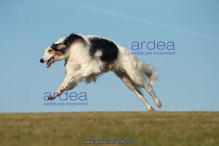 : Borzoi dog running outdoors : Borzoi dog running outdoors
