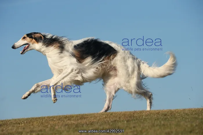 : Borzoi dog running outdoors : Borzoi dog running outdoors