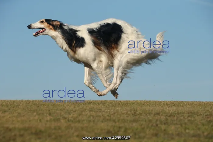 : Borzoi dog running outdoors : Borzoi dog running outdoors