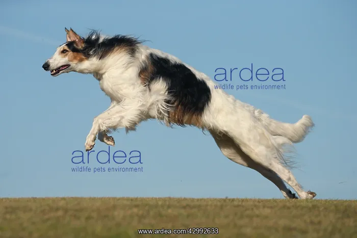 : Borzoi dog running outdoors : Borzoi dog running outdoors