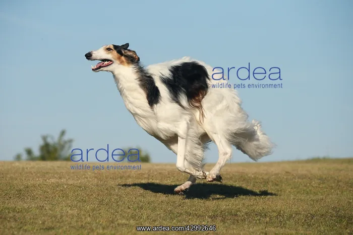 : Borzoi dog running outdoors : Borzoi dog running outdoors