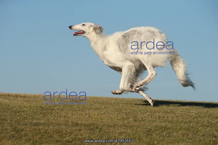 : Borzoi dog running outdoors : Borzoi dog running outdoors