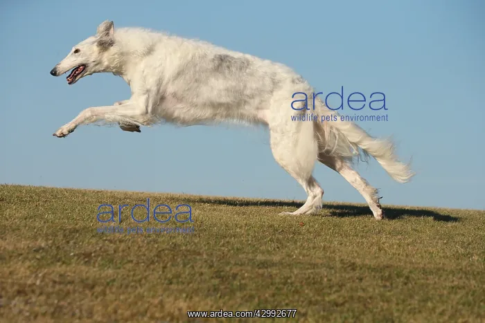 : Borzoi dog running outdoors : Borzoi dog running outdoors