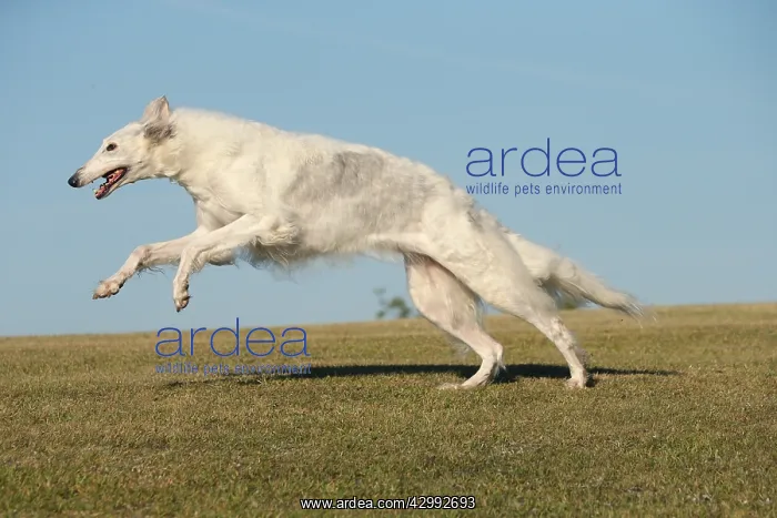 : Borzoi dog running outdoors : Borzoi dog running outdoors