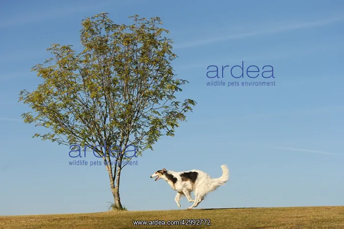: Borzoi dog running outdoors : Borzoi dog running outdoors