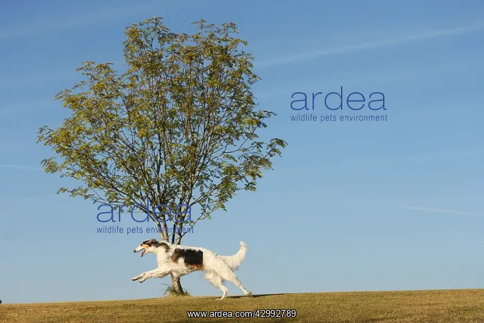 : Borzoi dog running outdoors : Borzoi dog running outdoors