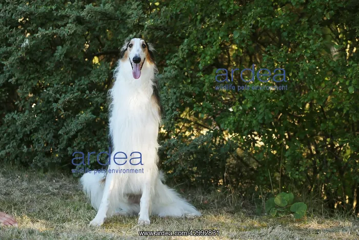 : Borzoi dog running outdoors : Borzoi dog running outdoors