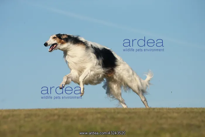 : Borzoi dog running outdoors : Borzoi dog running outdoors