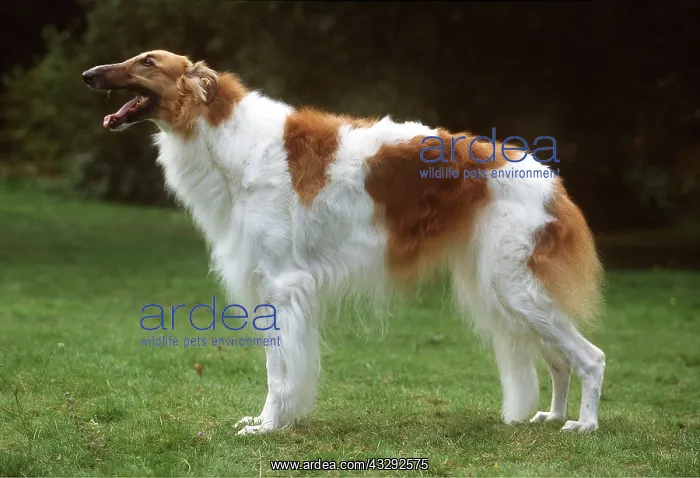 : Borzoi DOG - standing : Borzoi DOG - standing