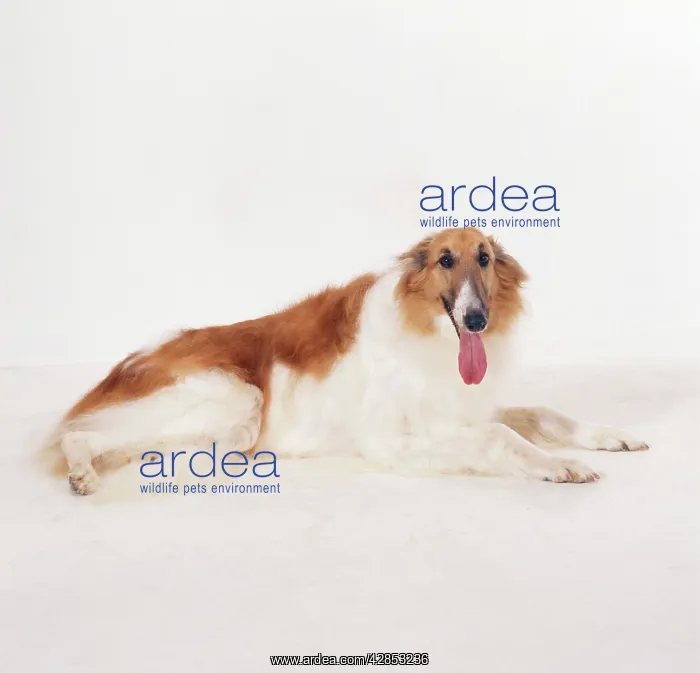 : BORZOI DOG - TONGUE OUT : BORZOI DOG - TONGUE OUT