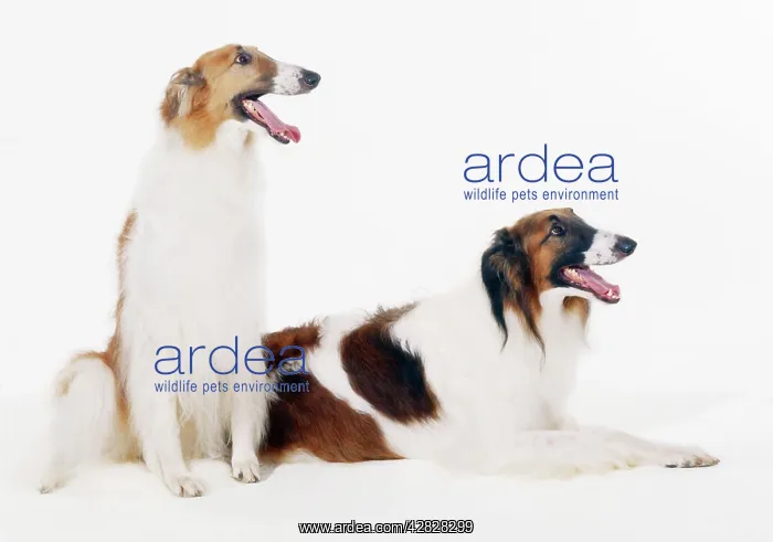 : BORZOI DOG - X2 : BORZOI DOG - X2