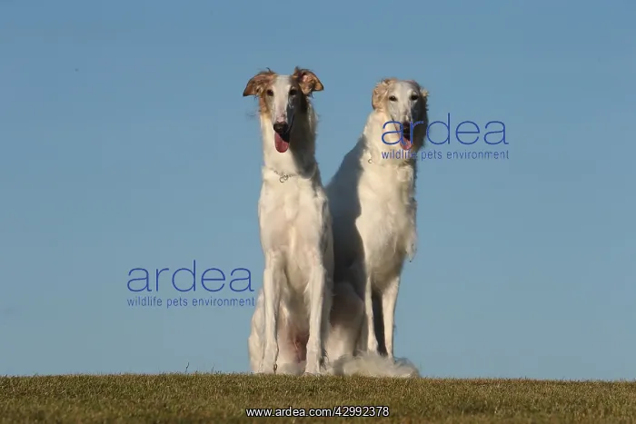 : Two Borzoi dogs outdoors : Two Borzoi dogs outdoors