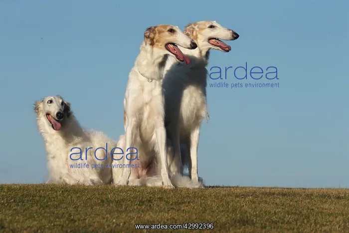 : Three Borzoi dogs outdoors : Three Borzoi dogs outdoors