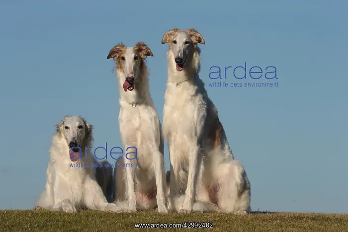 : Three Borzoi dogs outdoors : Three Borzoi dogs outdoors
