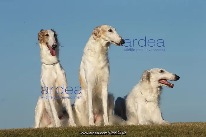 : Three Borzoi dogs outdoors : Three Borzoi dogs outdoors