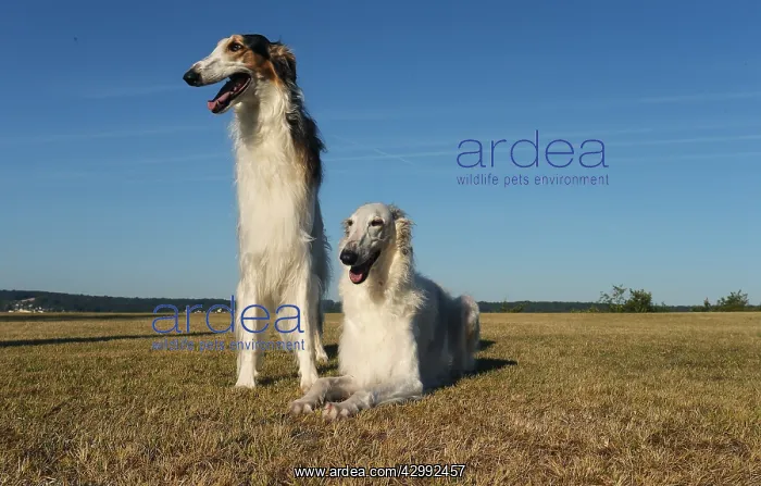 : Two Borzoi dogs outdoors : Two Borzoi dogs outdoors