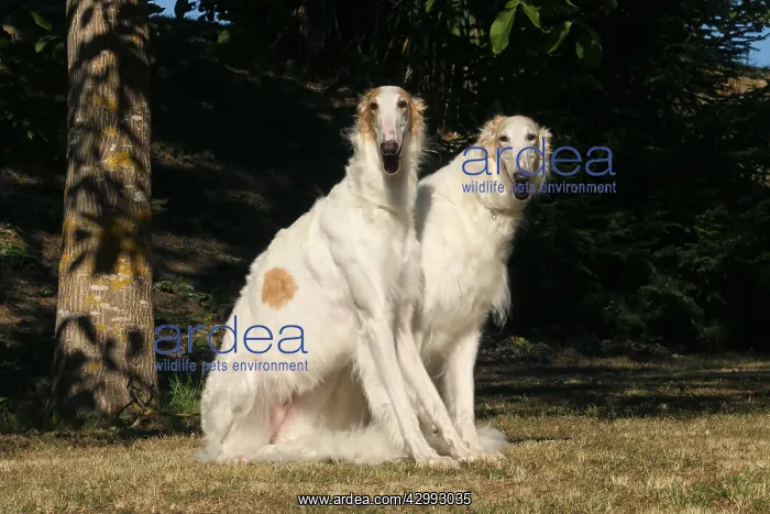 : Two Borzoi dogs outdoors : Two Borzoi dogs outdoors