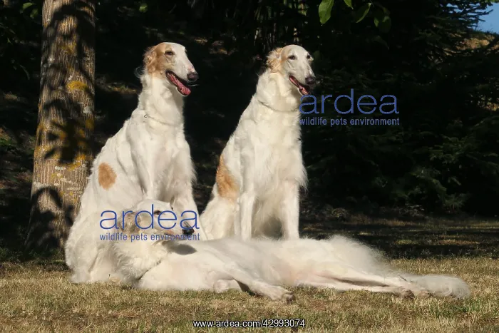 : Three Borzoi dogs outdoors : Three Borzoi dogs outdoors