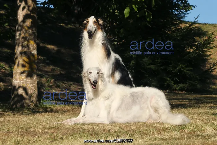 : Two Borzoi dogs outdoors : Two Borzoi dogs outdoors