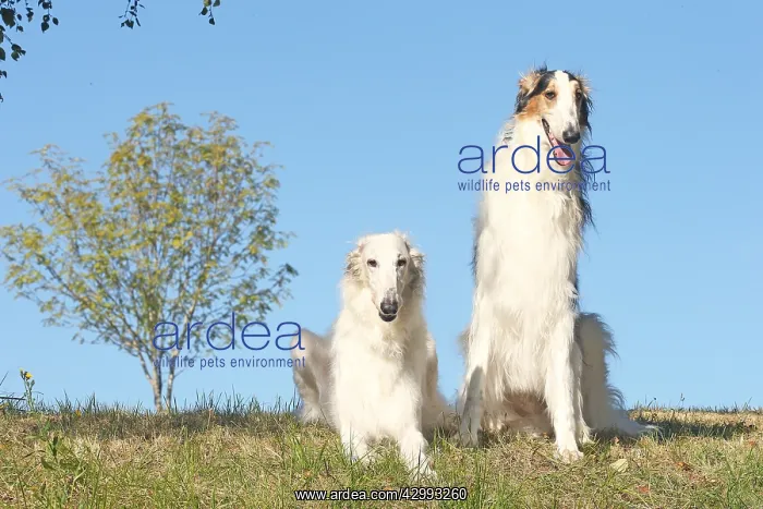 : Two Borzoi dogs outdoors : Two Borzoi dogs outdoors
