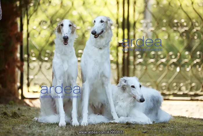 : Three Borzoi dogs outdoors beside a pair of gates : Three Borzoi dogs outdoors beside a pair of gates