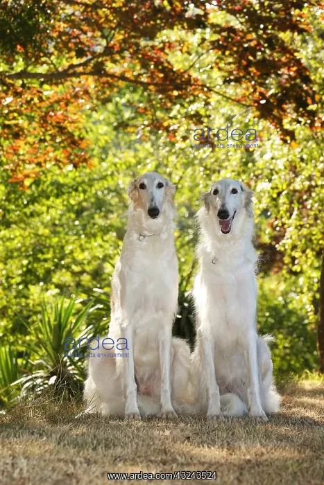 : Two Borzoi dogs outdoors in the woods : Two Borzoi dogs outdoors in the woods