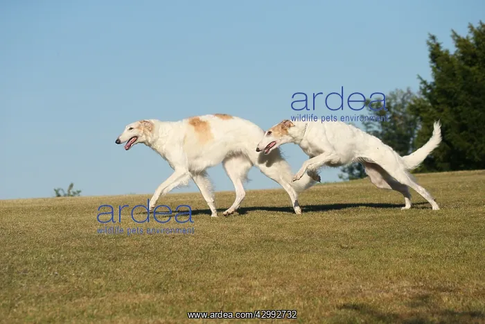: Two Borzoi dogs running outdoors : Two Borzoi dogs running outdoors