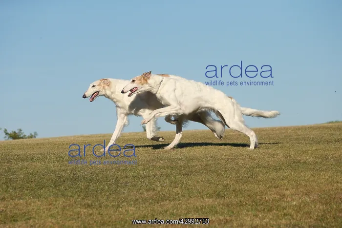 : Two Borzoi dogs running outdoors : Two Borzoi dogs running outdoors