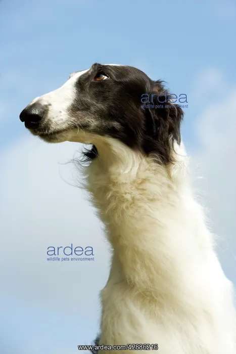: Borzoi / Russian Wolfhound - close-up of head : Borzoi / Russian Wolfhound - close-up of head