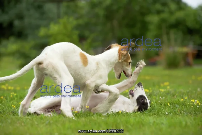 : Borzoi / Russian Wolfhound - puppies playing : Borzoi / Russian Wolfhound - puppies playing