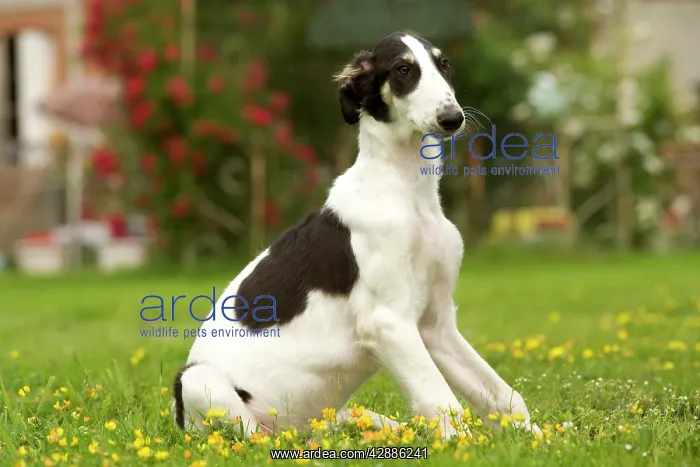 : Borzoi / Russian Wolfhound - puppy : Borzoi / Russian Wolfhound - puppy