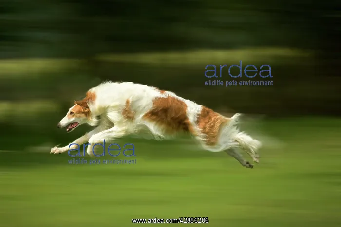  : Borzoi  /  Russian Wolfhound - running
