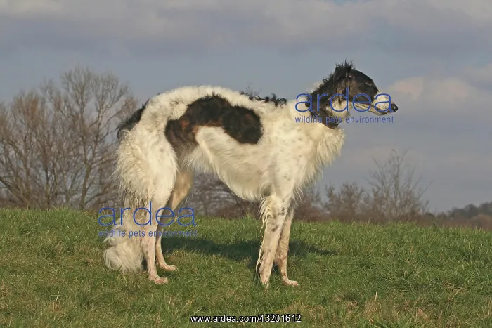 : Borzoi standing on a meadow, sideways Barsoi steht : Borzoi standing on a meadow, sideways Barsoi steht