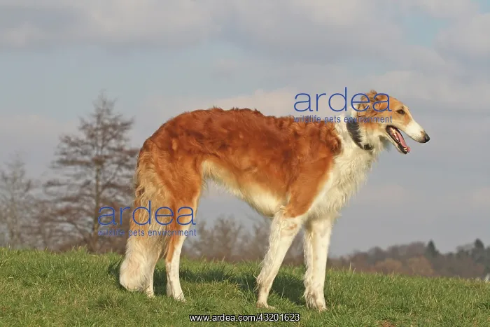  : Borzoi standing on a meadow, sideways oi steht seitlich