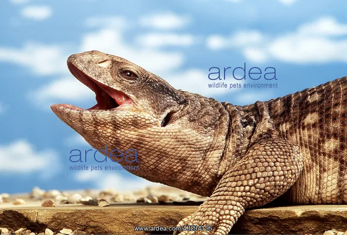 : BOSC MONITOR LIZARD - mouth open : BOSC MONITOR LIZARD - mouth open