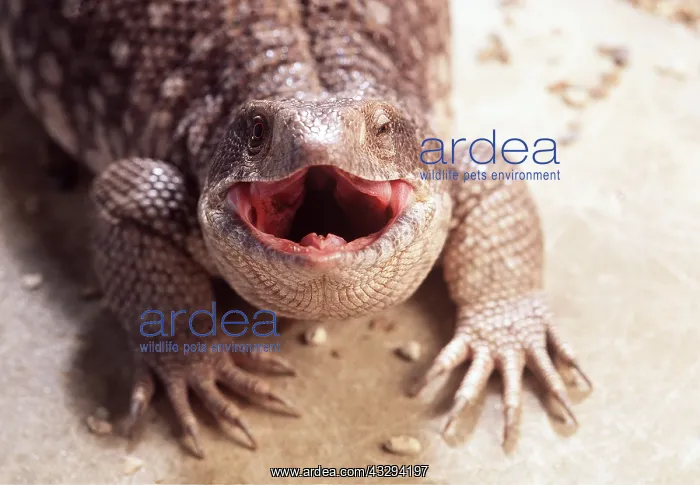 : BOSC MONITOR LIZARD - mouth open : BOSC MONITOR LIZARD - mouth open