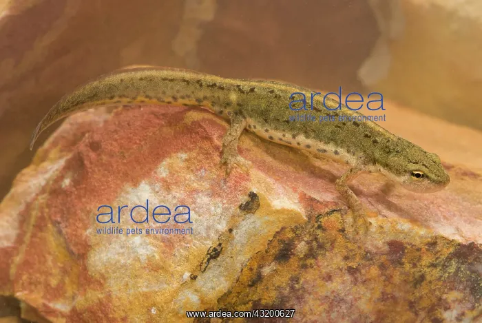 : Bosca's Newt : Bosca's Newt