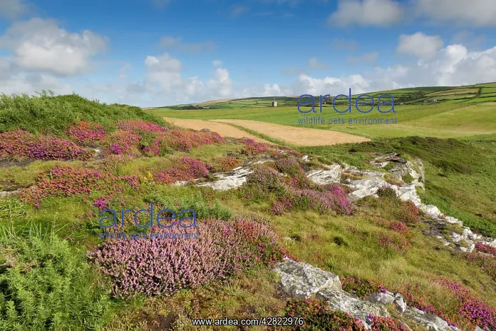 : Boscastle - Forrabury Stitches - summer : Boscastle - Forrabury Stitches - summer