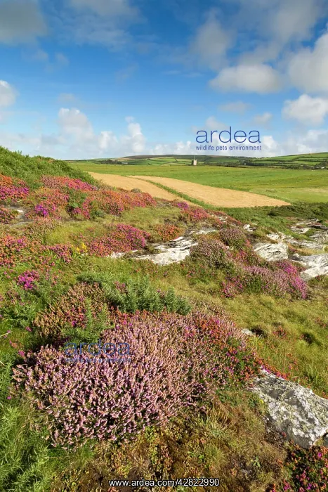 : Boscastle - Forrabury Stitches - summer : Boscastle - Forrabury Stitches - summer
