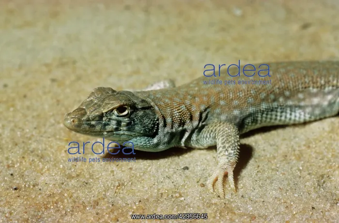 : BoskIs Fringe-toed Lizard : BoskIs Fringe-toed Lizard