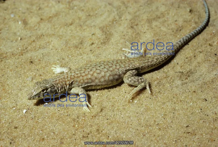 : Bosk's Fringe-toed Lizard : Bosk's Fringe-toed Lizard