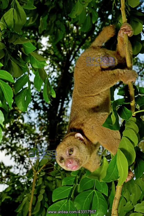 : Bosman's potto (Perodicticus potto), climbing in : Bosman's potto (Perodicticus potto), climbing in