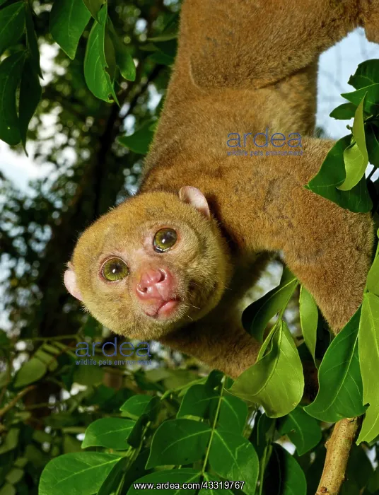 : Bosman's potto (Perodicticus potto), climbing in : Bosman's potto (Perodicticus potto), climbing in