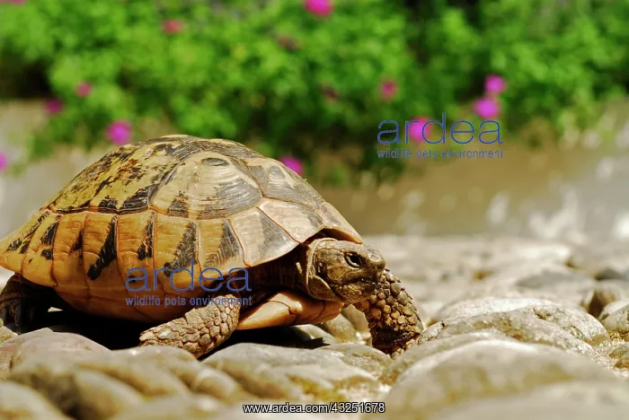 : BOSNIA AND HERZEGOVINA, Mostar. Small pet : BOSNIA AND HERZEGOVINA, Mostar. Small pet