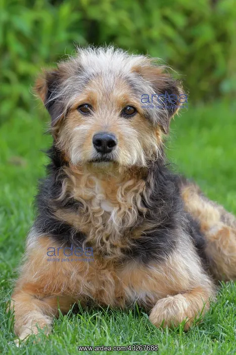 : Bosnian Coarse-haired Hound or Barak dog (canis : Bosnian Coarse-haired Hound or Barak dog (canis