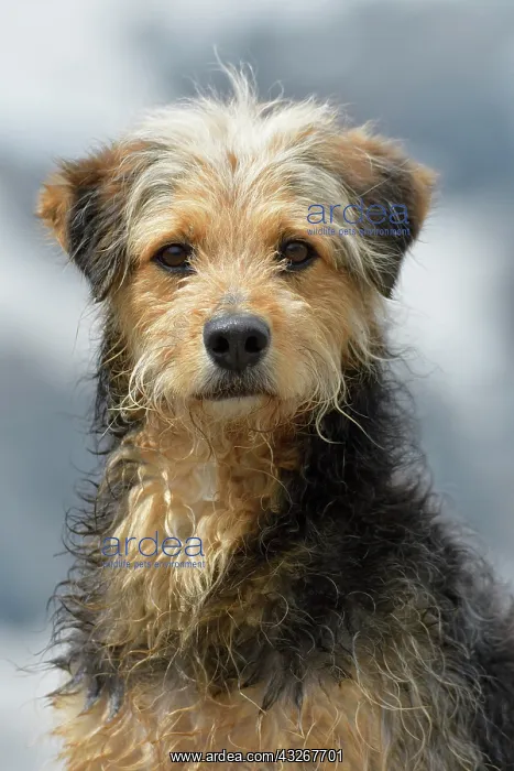 : Bosnian Coarse-haired Hound or Barak dog (canis : Bosnian Coarse-haired Hound or Barak dog (canis