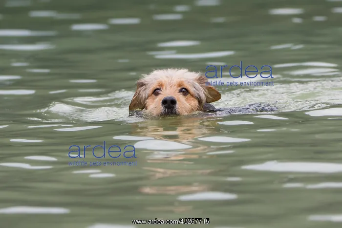 : Bosnian Coarse-haired Hound or Barak dog (canis : Bosnian Coarse-haired Hound or Barak dog (canis