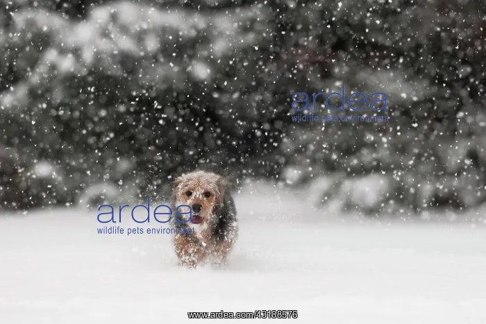 : Bosnian Coarse-haired Hound or Barak mix, in the : Bosnian Coarse-haired Hound or Barak mix, in the