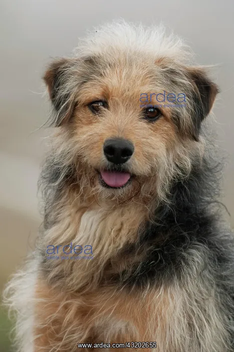 : Bosnian Coarse-haired Hound, Bosanski O?trodlaki : Bosnian Coarse-haired Hound, Bosanski O?trodlaki